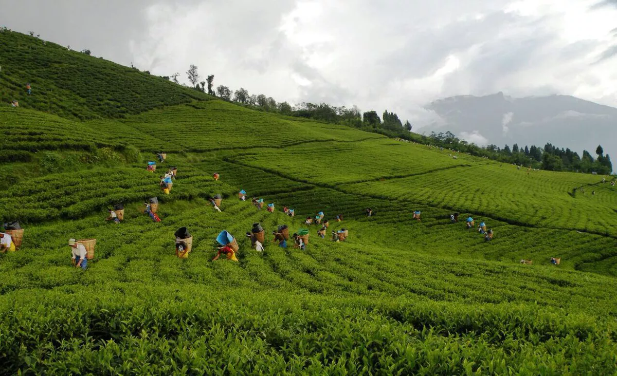 Temi Tea Garden