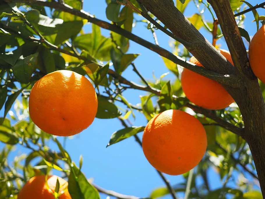 Darjeeling oranges 